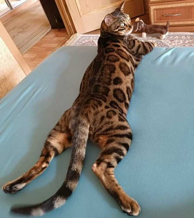 Bengal вязкага мушуг киз мушукларн таклиф килади паспорти бор тоза кон