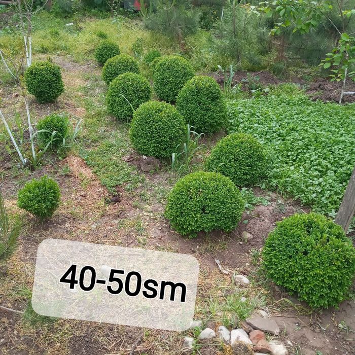 Qirim sasna, shamshod, piramida dub, kashtan