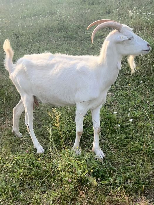 Capre de vanzare