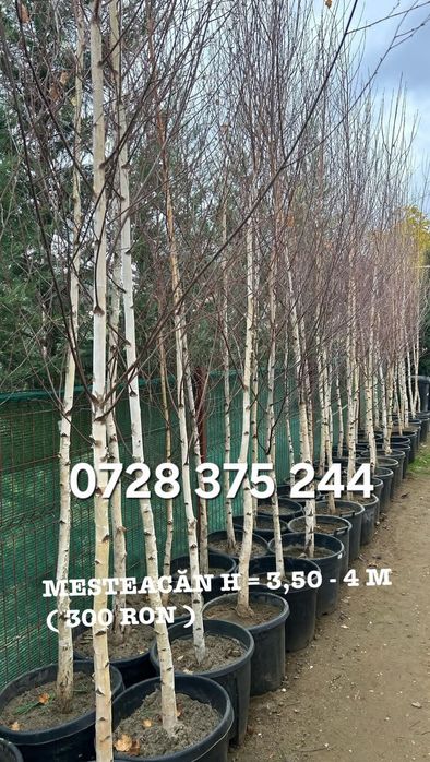 Spirala/ pon pon/ leylandii /copaci