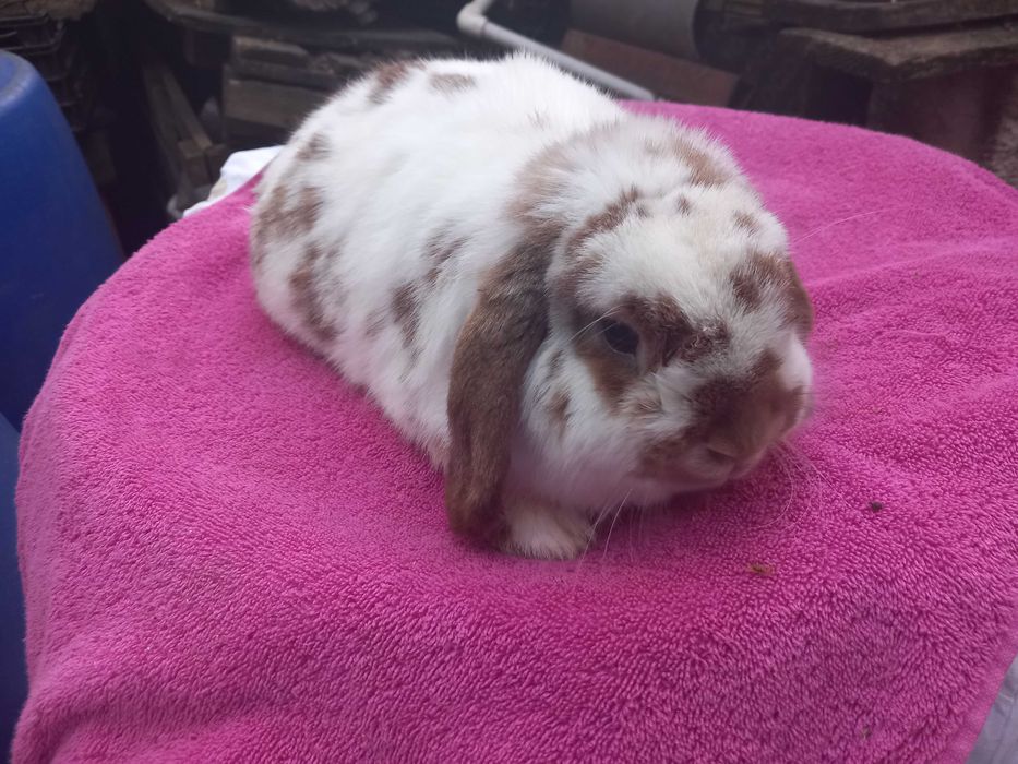 Iepure PITIC Iepurasi Berbec Holland Lop Mini Toys