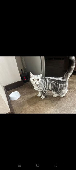 Продам шотландскую кошечку. Рожала.