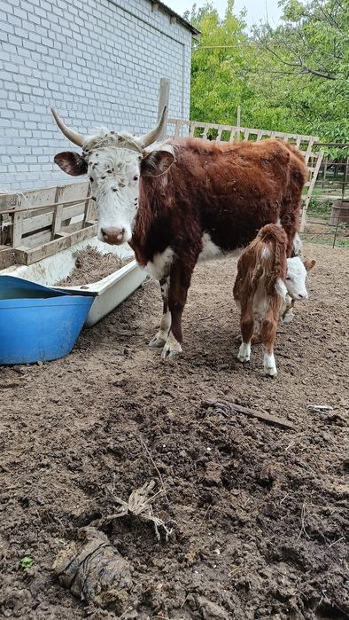 Бұзаулы сиыр сатылады.