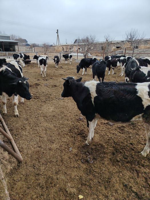 Бугоз гуножинлар сотилади 100 дона