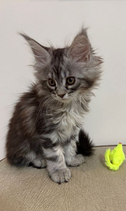 Котенца Мейн Кун с родословие