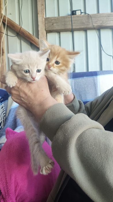Отдам в добрые руки