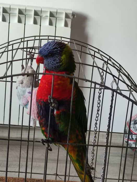 Папагал Лори + клетка + храна