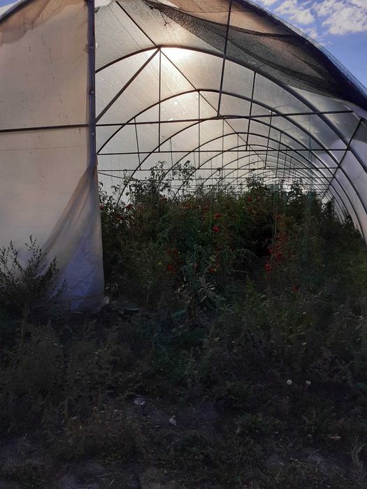 Sere de legume, de vanzare