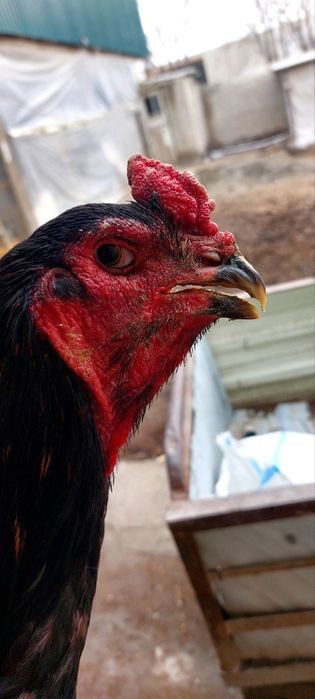 дакан тухумлари сотилади зоти тозаси бухоро гиждувонда