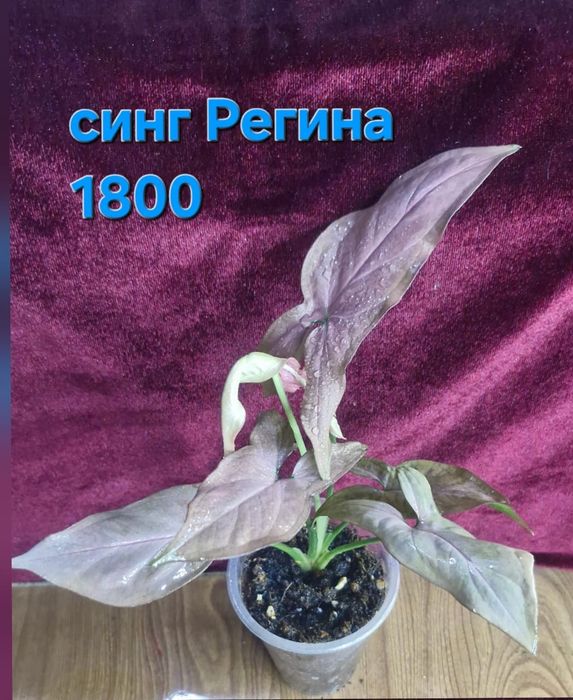 Сингониумы домашние
