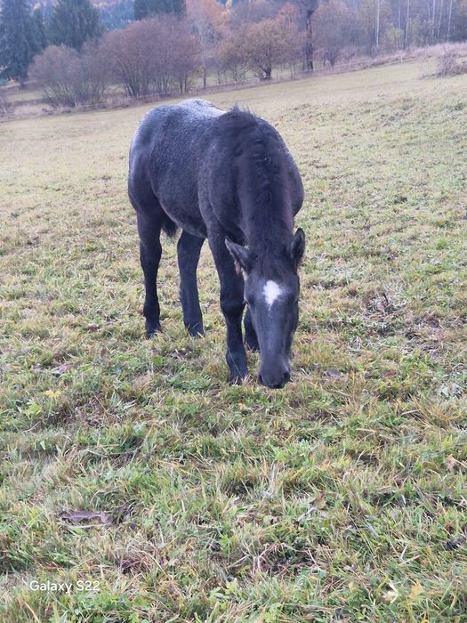 Manza grea sange rece de 6 luni