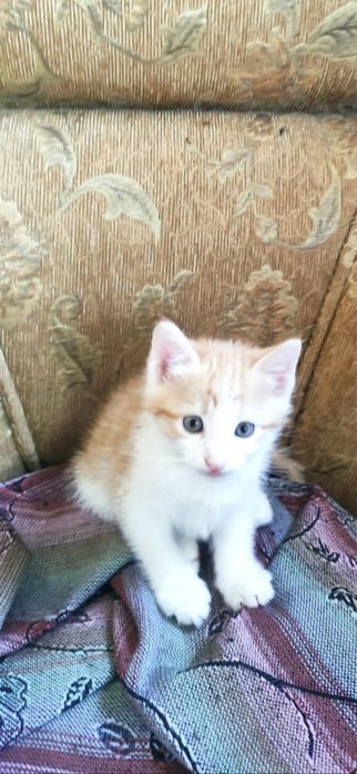 Отдадим котят в добрые руки