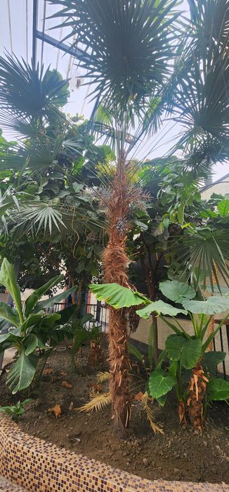 Washingtonia robusta (вашингтония мощная).