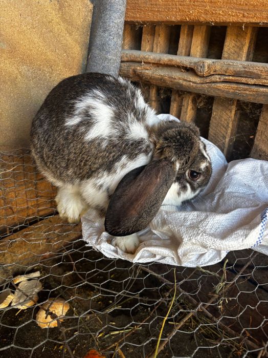 Femela berbec german