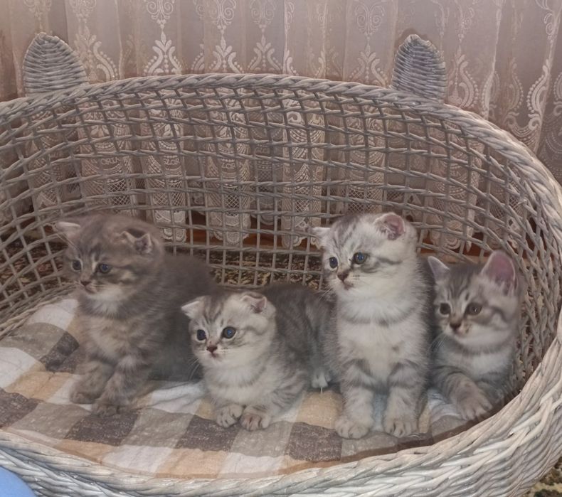 3 кошки породы Скоттиш фолд/Шиншила