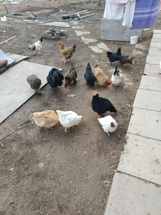 Куры все молодые