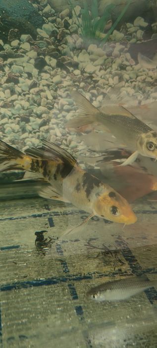 Аквариум баликлар