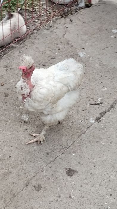 Cocos și două găini