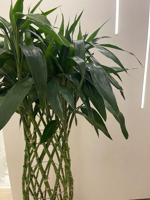 Драцена Сандера, или «бамбук счастья»