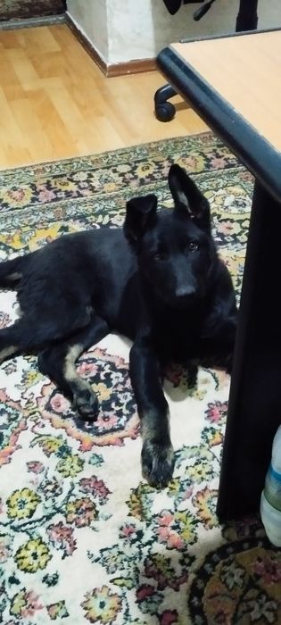 Продам.Немецкую овчаркау