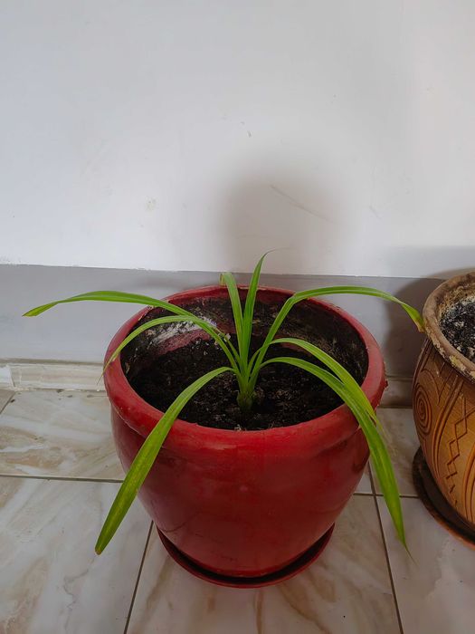 Цветы и Растения