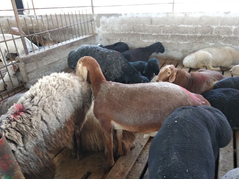 Ақиқа ва маросимлар учун Тирик қўйлар