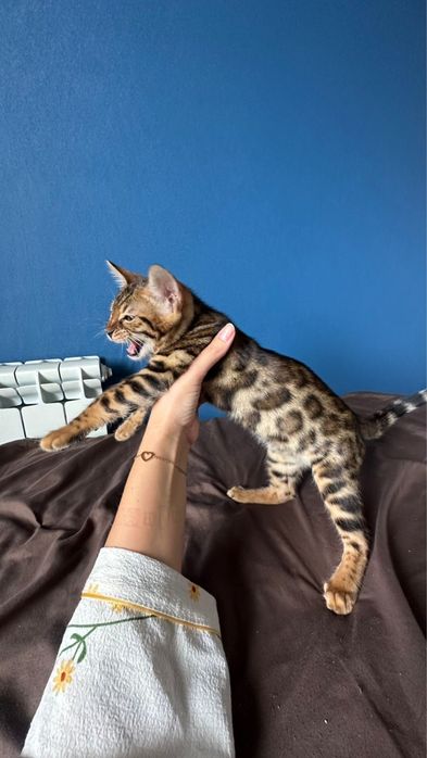 Продам котёнка бенгала, девочка