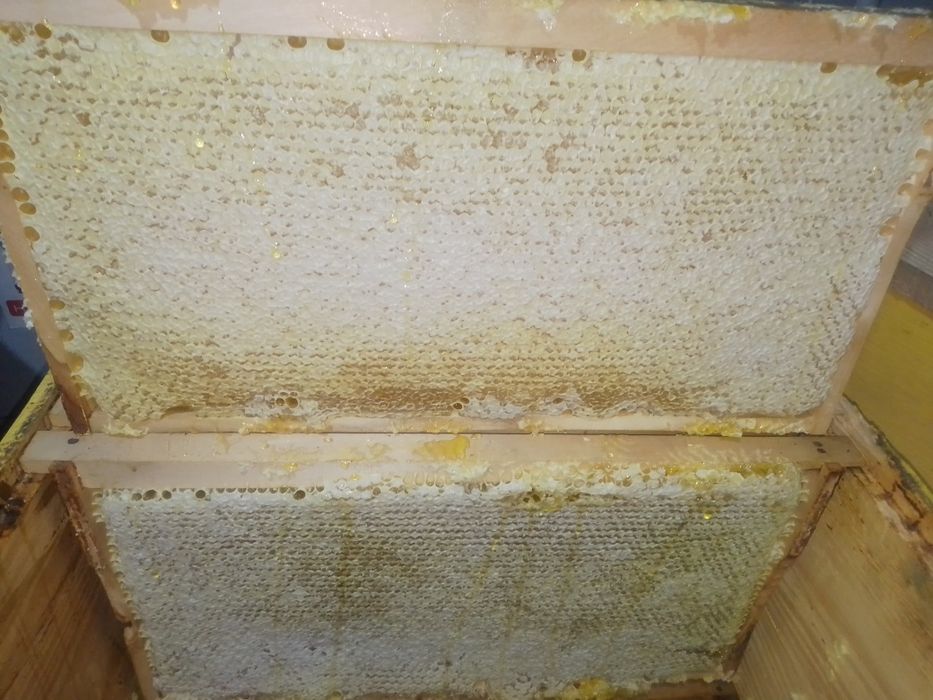 Miere polifloră  2025,stupi