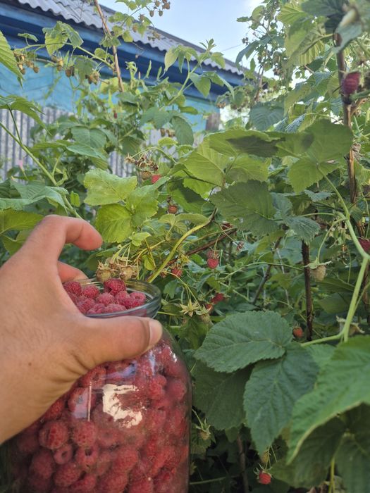 Продаем свежесобранную малину