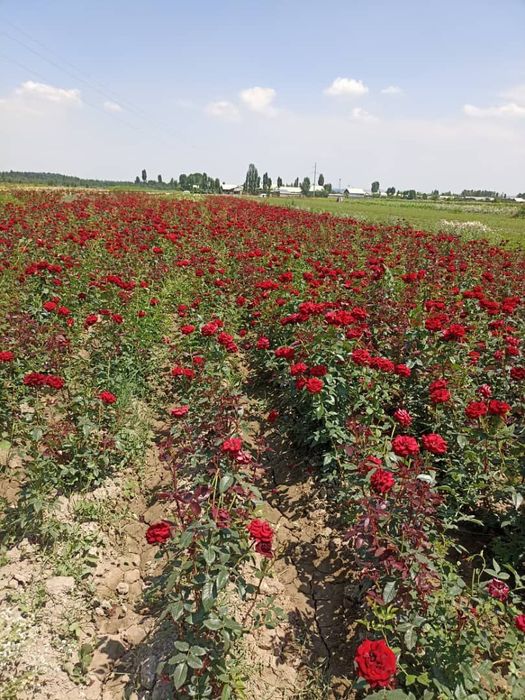 Atirgul ko'chatlari черная магия штамповий гуллар бир танада икки хил