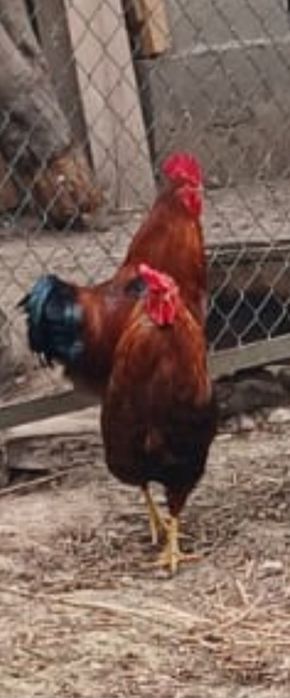 Продам 4 петуха по 5000тг