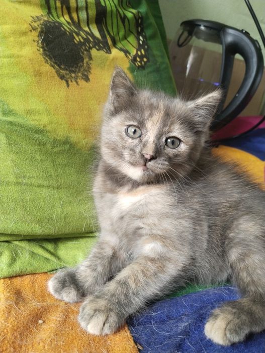 Отдам котенка девочку