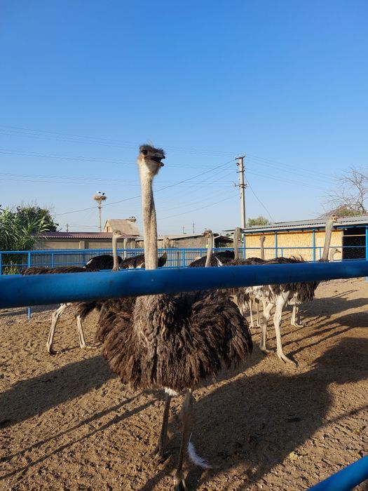 Продаётся чёрный африканский страус.