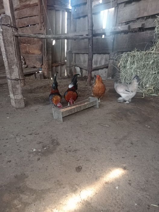 Продам карликовых курей