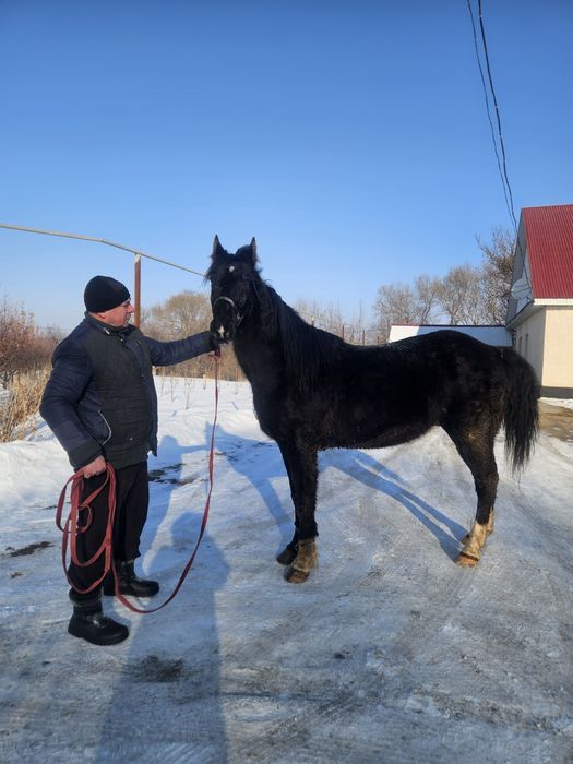 Продам коня 6 лет