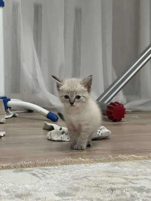 Отдам котят в хорошие руки