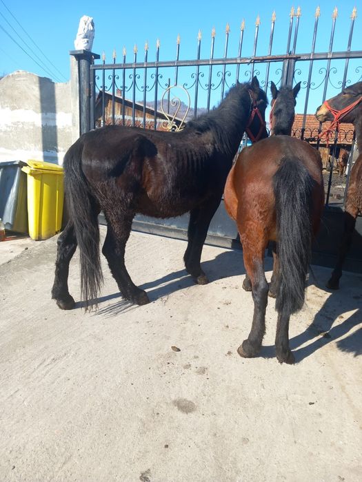 vând un cârlan o mânză și un cal