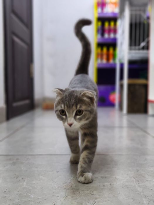 Британский кошка