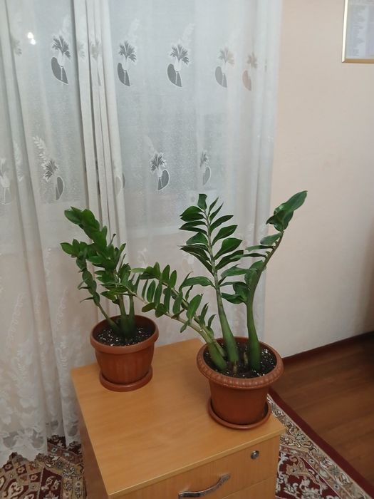 Цветы для дома..