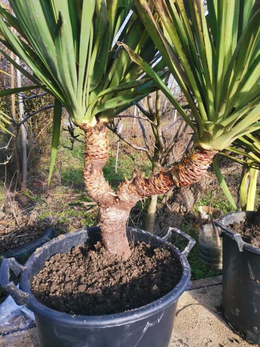 Палма юка външна студоустойчива