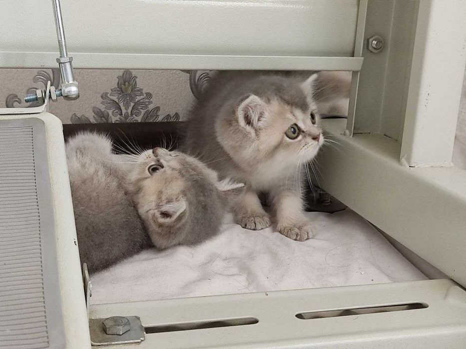 Zalatoy chinchilla bolalari / Золотистые котята шиншиллы