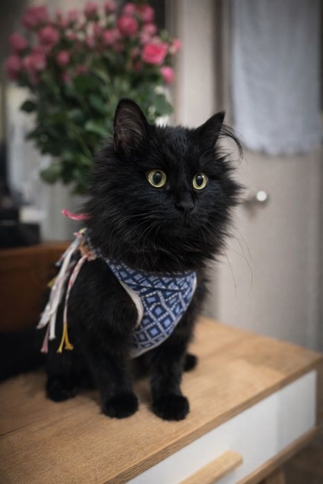 Отдам в хорошие руки