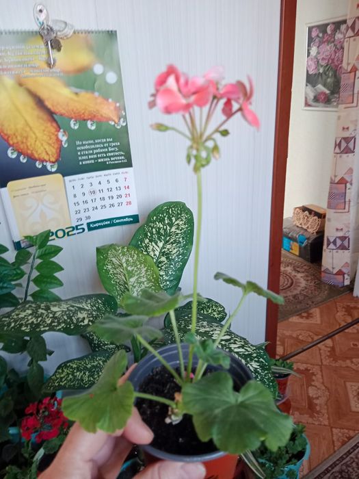 Продам комнатные цветы