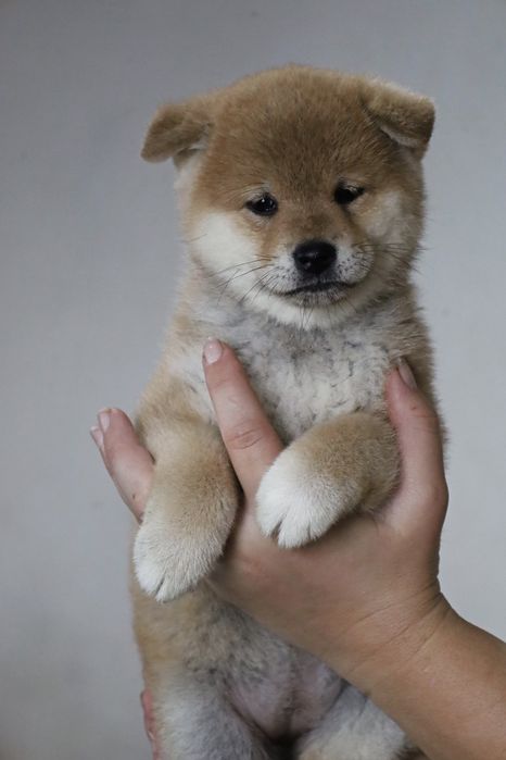 Очаровательные щенки Сиба Ину