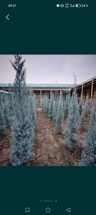 Арча Аризоника Кипарис оригинал