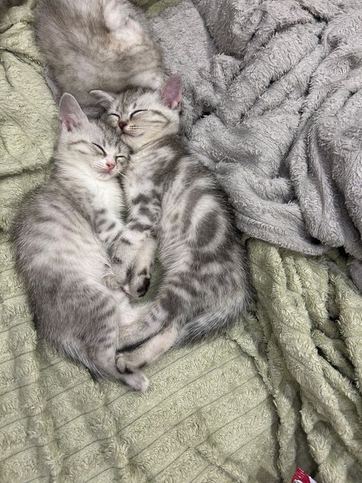 Котята шотландские