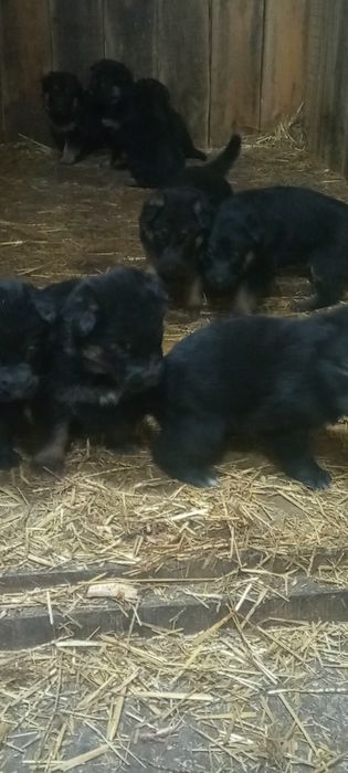 Щенки немецкой овчарки