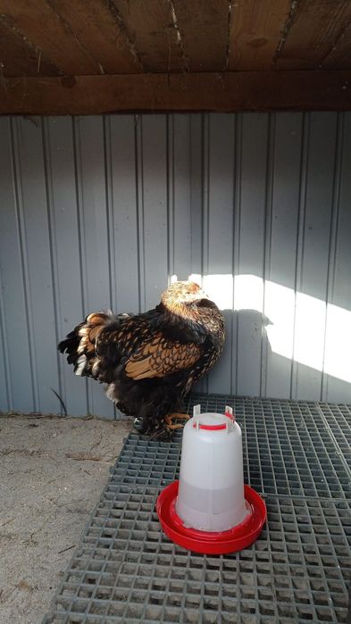 Vând cocoș și găini brahma