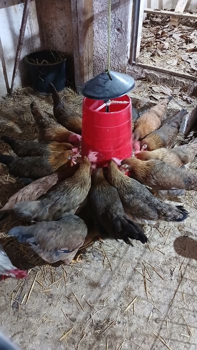 Gaini si puicute italiene