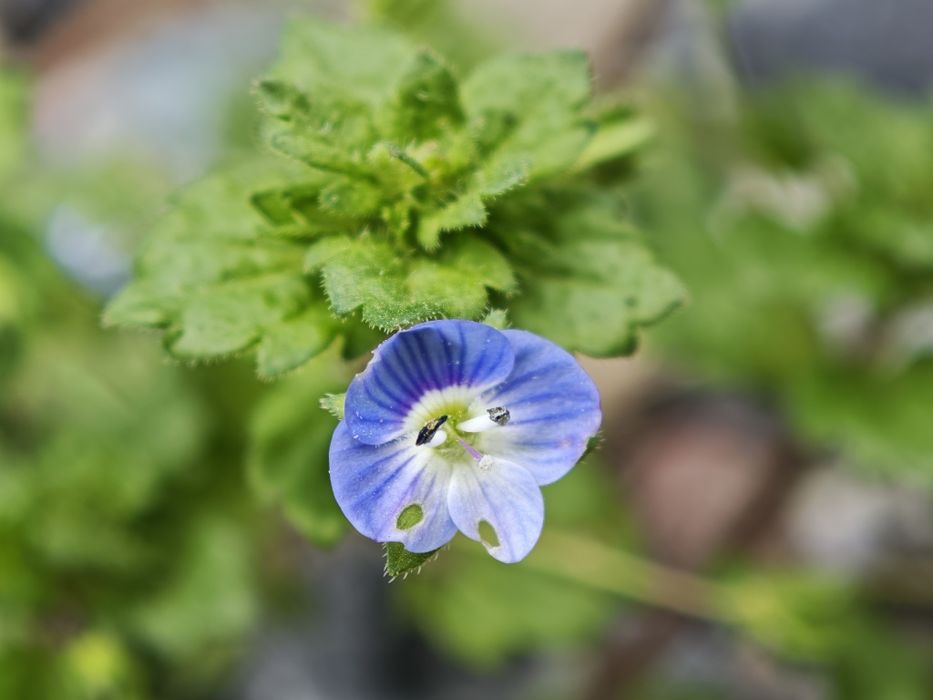 Xiaomi 15 ultra  продам